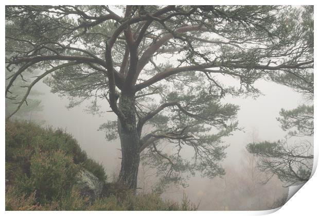 Misty Scots Pine Print by Macrae Images