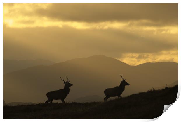 Stags Silhouette Print by Macrae Images