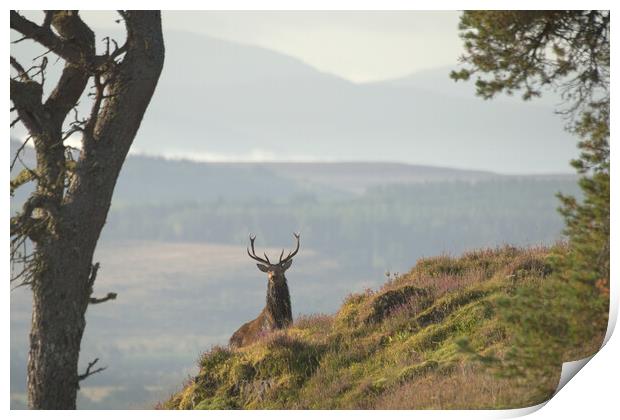 Monarch of the Glen Print by Macrae Images