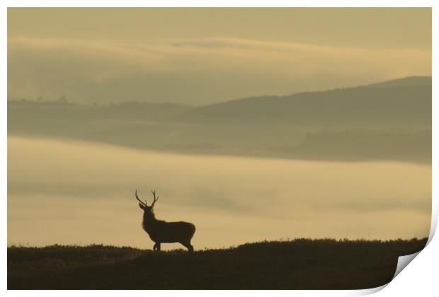 Lone Stag Print by Macrae Images
