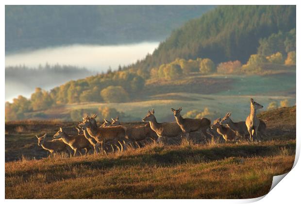 Red Deer Scotland Print by Macrae Images