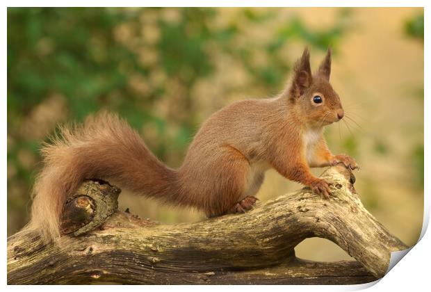 Red Squirrel Print by Macrae Images