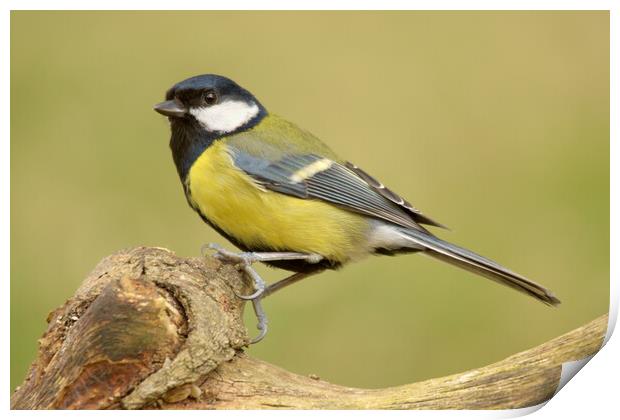 Great Tit Print by Macrae Images