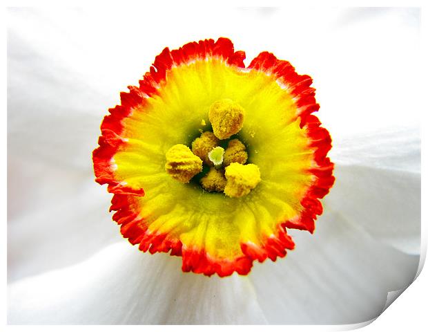 Daffodil core Print by Sandhya Kashyap