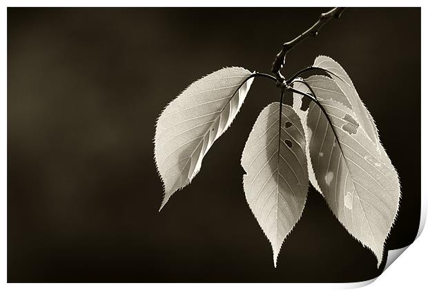 Leaves in Black and White Print by Sandhya Kashyap