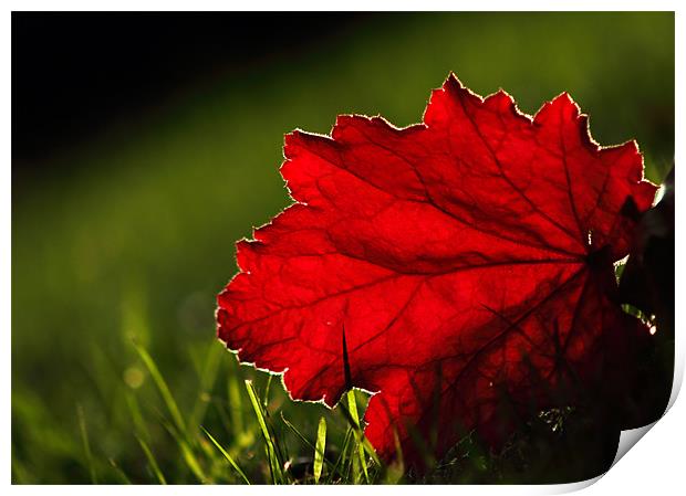 Back lit Red leaf Print by Sandhya Kashyap