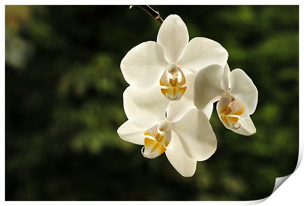 White Orchids Print by Sandhya Kashyap