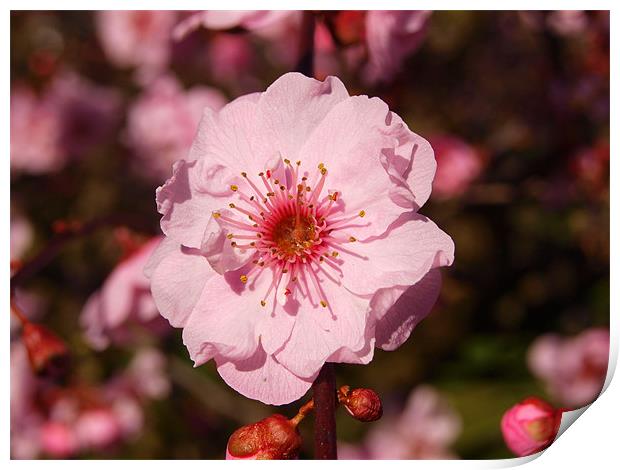 Pink Blossom Print by andrew hall