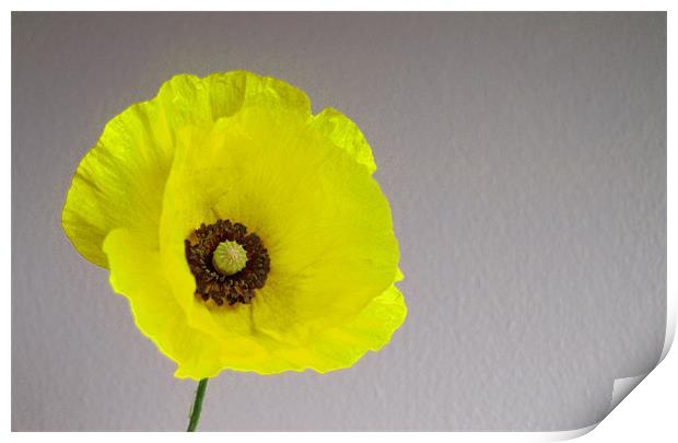 Welsh Poppy Print by andrew hall