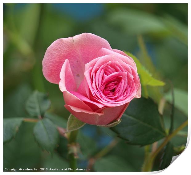 Pink Rose Print by andrew hall