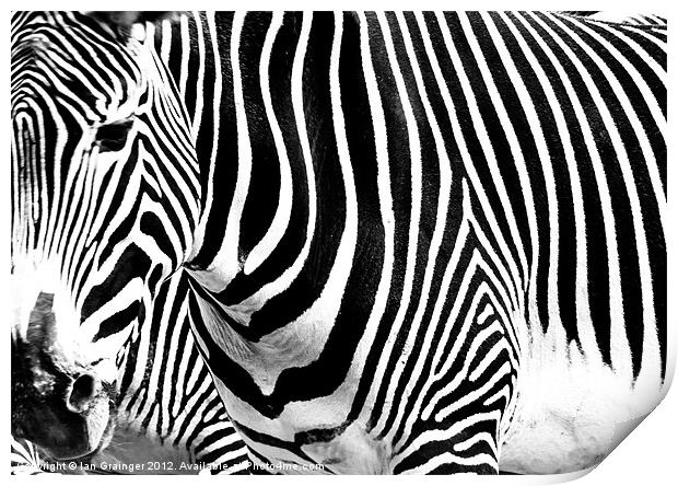 Zebra Crossing Print by Ian Grainger