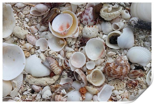 Sea Shells Print by Alastair Smith