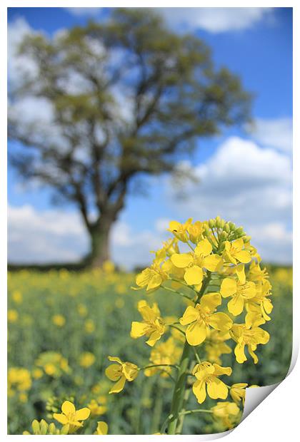 Spring Field Print by Adrian Wilkins