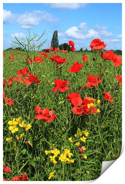 Poppies and Rapeseed crop Print by Adrian Wilkins