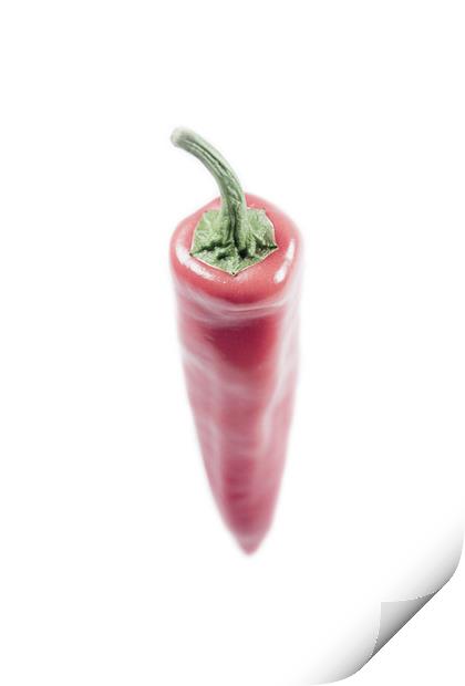 Red Hot Chilli Print by Adrian Wilkins