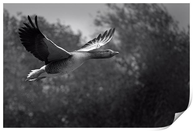 Greylag Goose Print by Adrian Wilkins