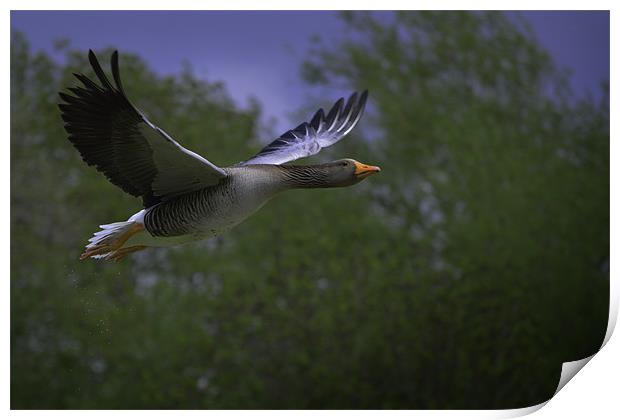 Greylag Goose Print by Adrian Wilkins