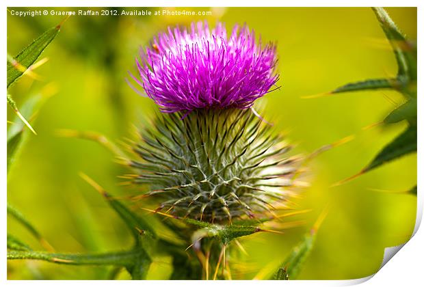 Scottish Thistle Print by Graeme Raffan