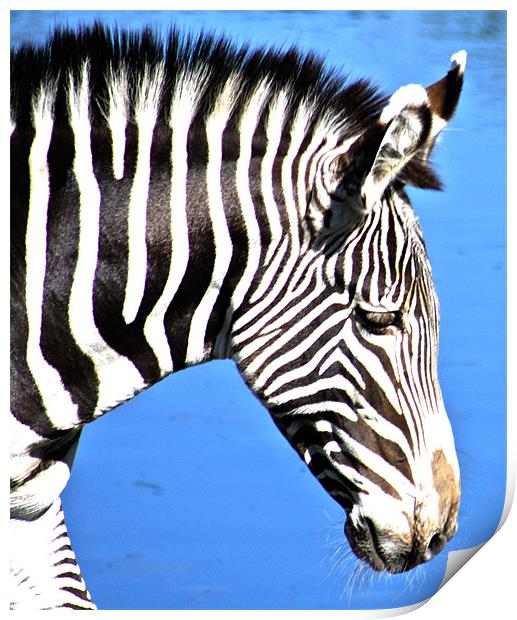 Zebra Print by Sandy Jane Raffan