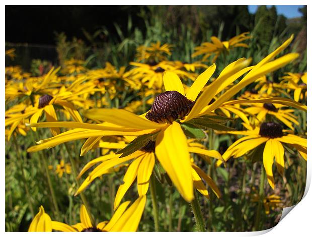 Black-Eyed Susan Print by Stephanie McVie