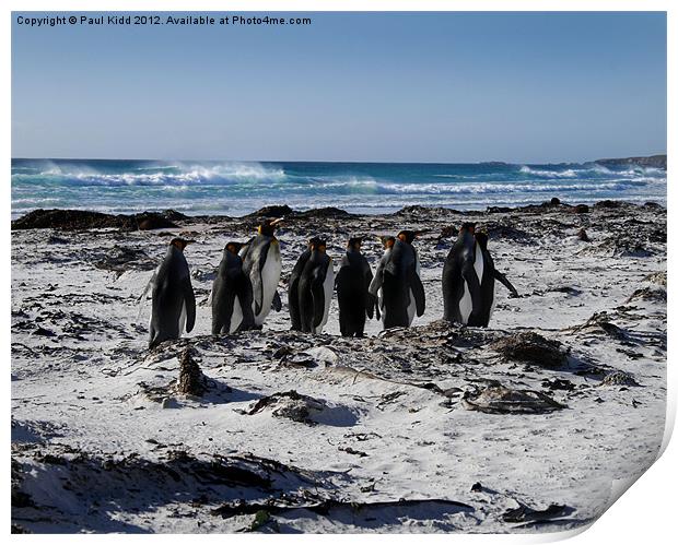 Penguins in Falklands Print by Paul Kidd
