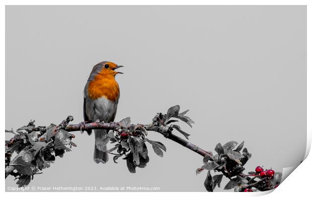 Singing Robin Print by Fraser Hetherington