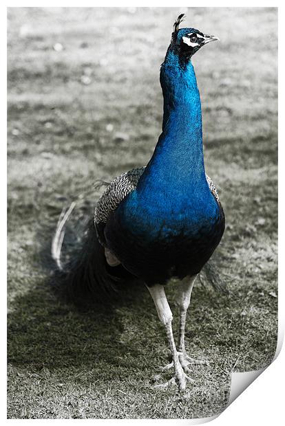 Pretty as a Peacock Print by Fraser Hetherington