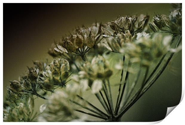 Closely Cow Parsley Print by Fraser Hetherington
