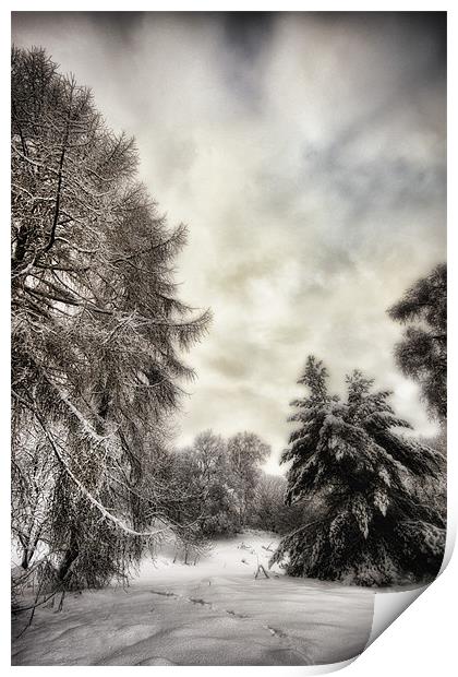 Winters Woodland Walk Print by Fraser Hetherington