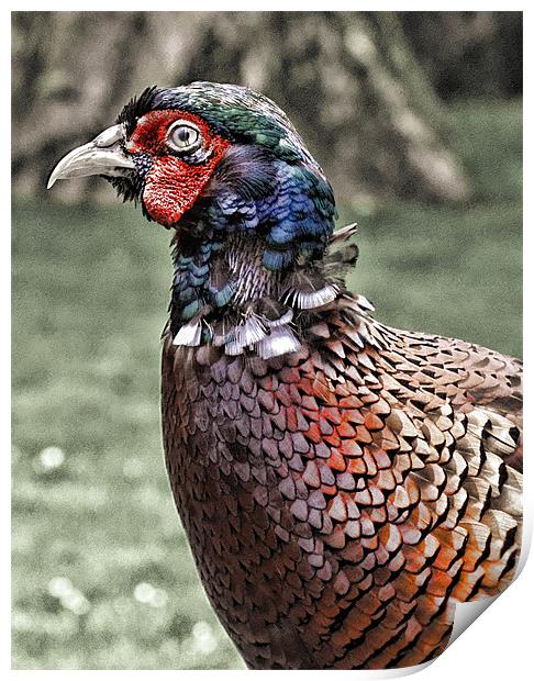 Pheasantly Surprised Print by Fraser Hetherington