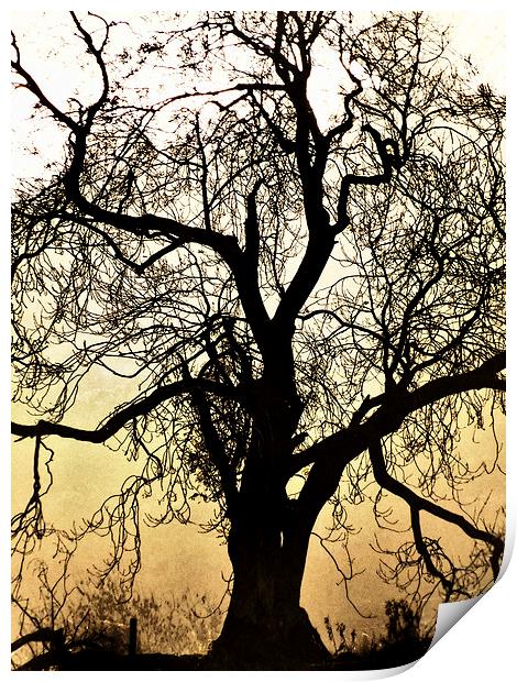 Silhouetted Tree Print by Fraser Hetherington