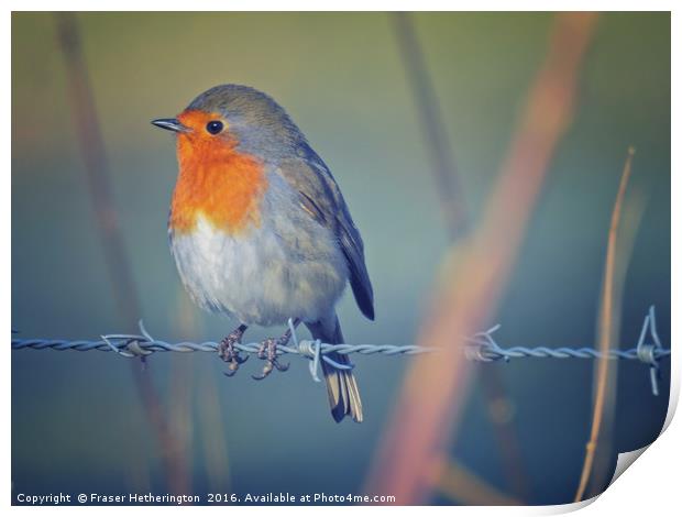 Robin on the Wire Print by Fraser Hetherington