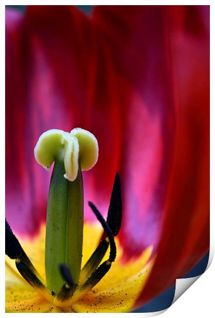  Tulip Interior  Print by Matt Durrance