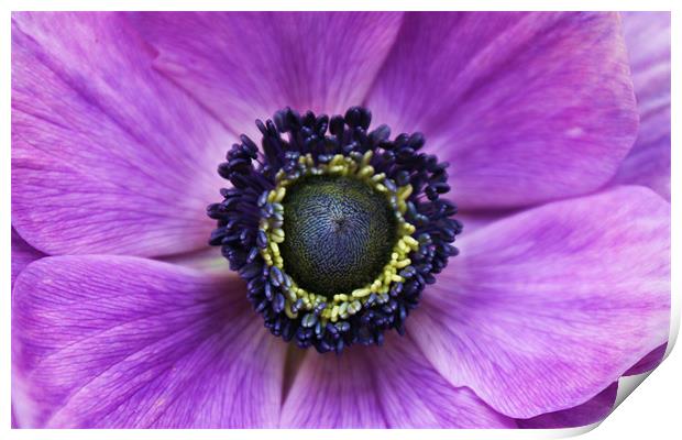 Anemone purple flower Print by Charlotte Anderson