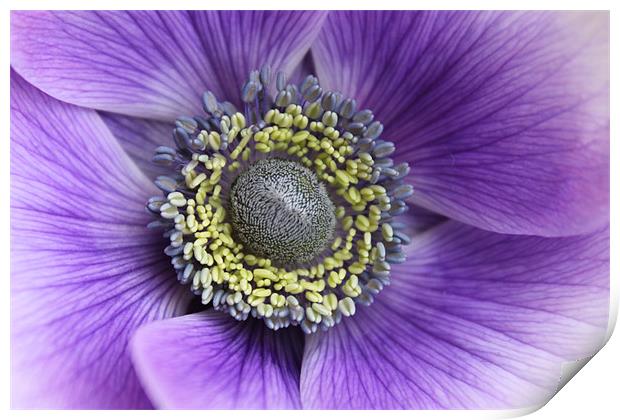 Anemone purple and white flower Print by Charlotte Anderson