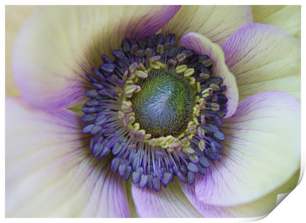 Amazing anemone flower Print by Charlotte Anderson