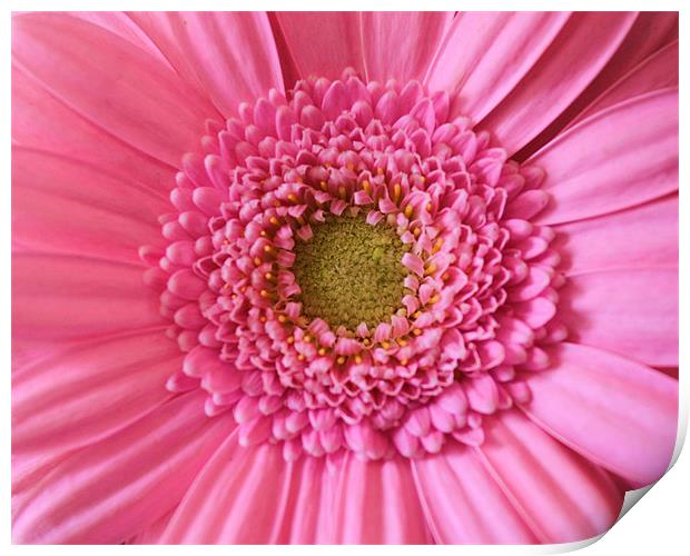 Gerbera pink flower Print by Charlotte Anderson