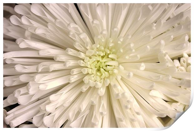 White chrysanthemum Print by Charlotte Anderson
