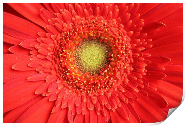 Gerbera red flower Print by Charlotte Anderson