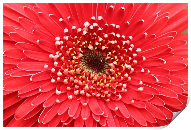 Red flower beautiful petals Print by Charlotte Anderson