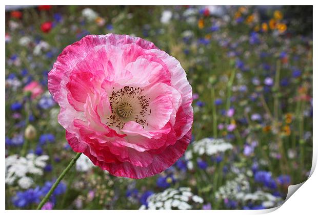 Poppy in wild flower garden Print by Charlotte Anderson