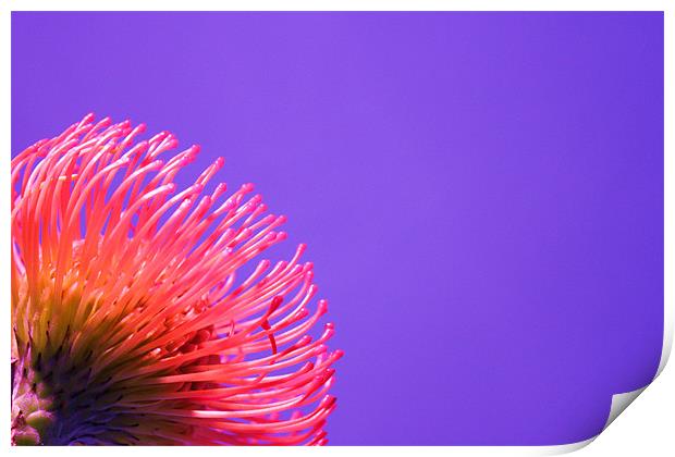 Pin cushion red flower side Print by Charlotte Anderson