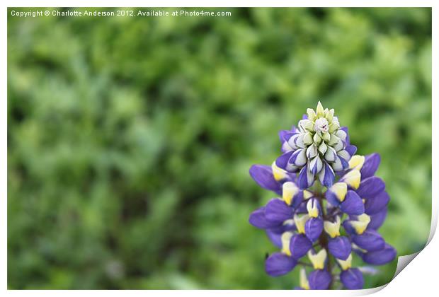 Blue lupin flower Print by Charlotte Anderson
