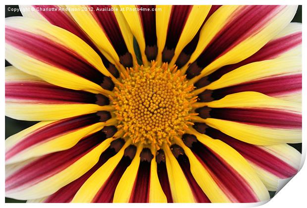 Gazania striped flower red yellow Print by Charlotte Anderson