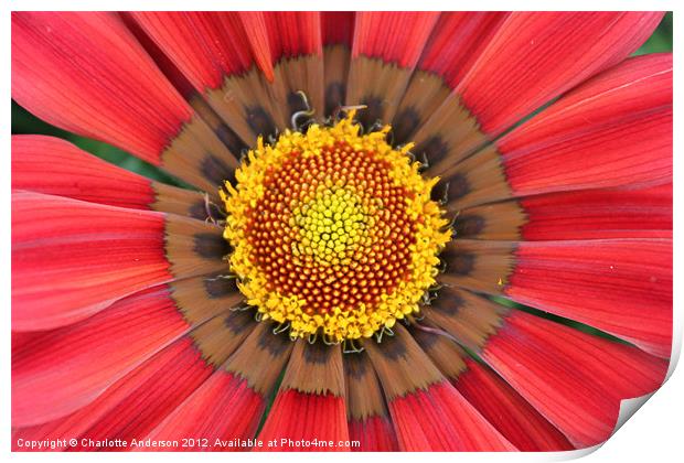Red gazania flower yellow center Print by Charlotte Anderson