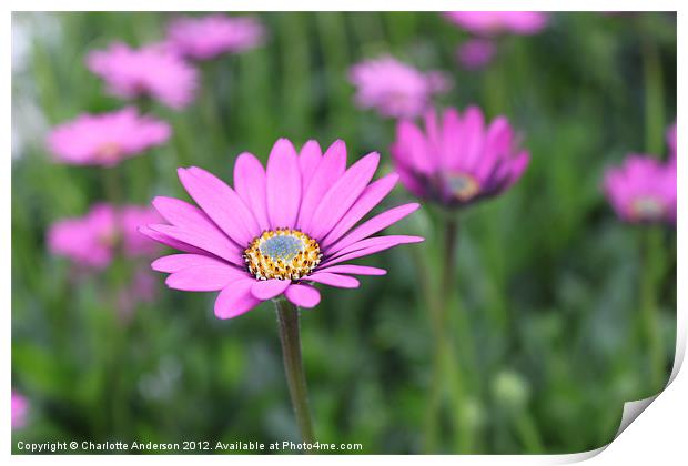 Pink single flower Print by Charlotte Anderson