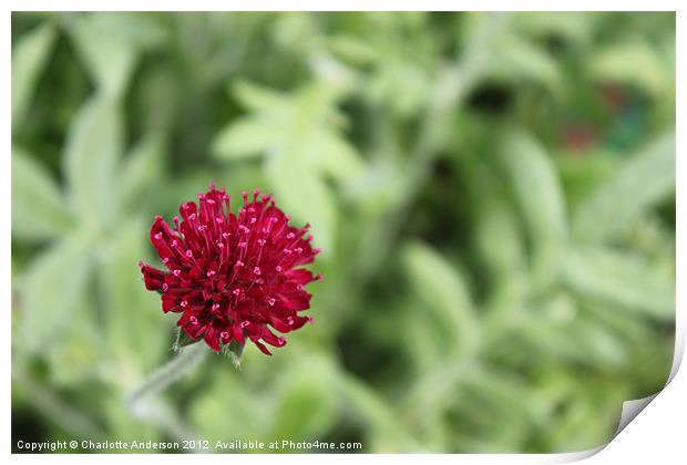 Small red flower Knautia Print by Charlotte Anderson