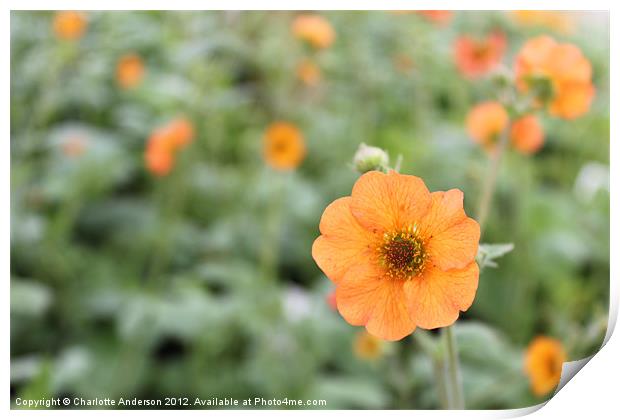 Geum totally tangerine flower Print by Charlotte Anderson