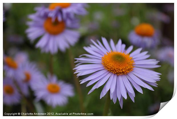 Aster blue and yellow flower Print by Charlotte Anderson