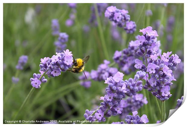 Working bee in lavender Print by Charlotte Anderson